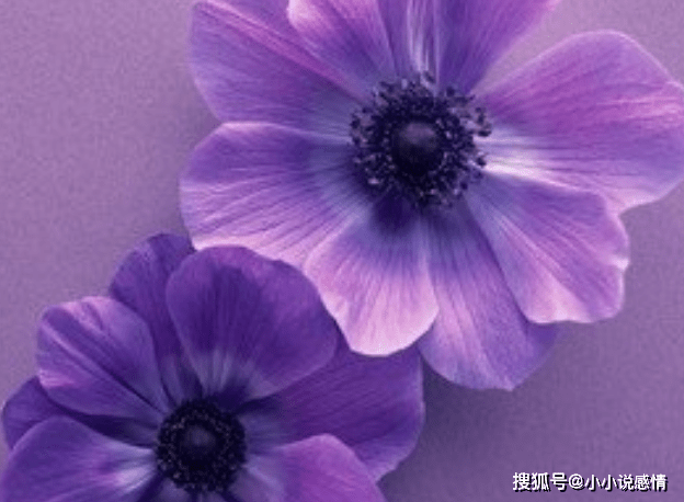 十八姑娘一朵花五颜六色景如画是什么生肖仔细释义、解释与落实、统计解答解释落实